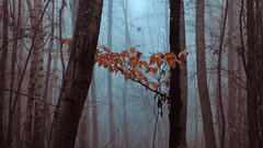 Leafs in the winter fog - Photo of Bures-sur-Yvette