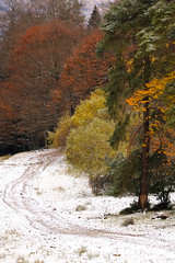 Chemin entre automne et hiver