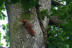 Écureuil roux - Photo of Puiseux-en-Retz