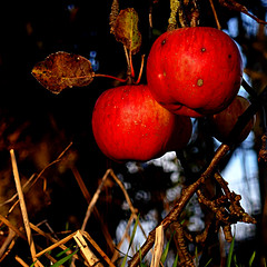 Pommes de décembre, Passavant - Photo of Les Cerqueux-sous-Passavant