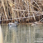 Aves en los Majanares y en las Lagunas de La Guardia (Toledo) 7-12-2021