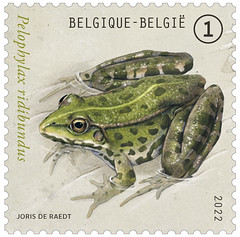 17 Grenouilles en Belgique timbreB