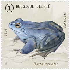 17 Grenouilles en Belgique timbreD