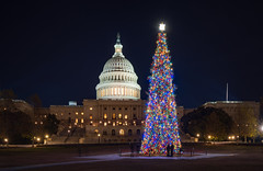 Capitol Tree