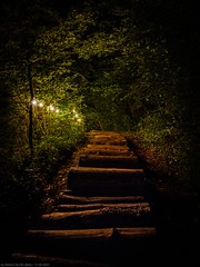 Nuit de la Culture @ Ellergronn - Parcours Forestier & Osmose & Deep Forest Labyrinth
