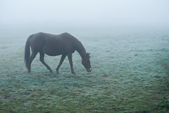 horse in a frozen mist