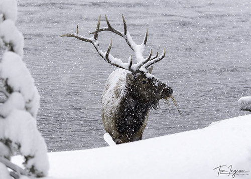 Rocky Mountain Elk 