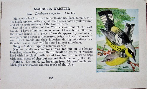 Dendroica magnolia --  Magnolia Warbler 2316