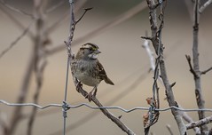 A Winter Sparrow