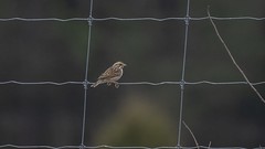 Savannah Sparrow in Winter Rain
