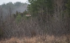 Harrier in Flight
