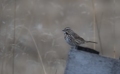 Song Sparrow Under an Overcast Sky