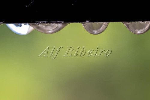 Alf Ribeiro 0359-141