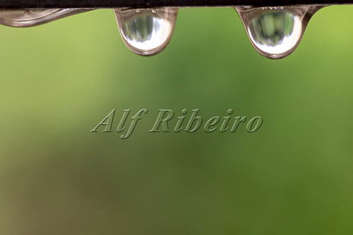 Alf Ribeiro 0359-142
