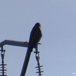 Aves en las lagunas de La Guardia (Toledo) 3-1-2022