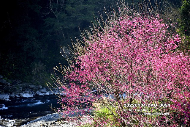 Photo：20220101-DAO_0091 春天盛開在溪流邊的山櫻花 By 盈盈設計影像網 0932046950