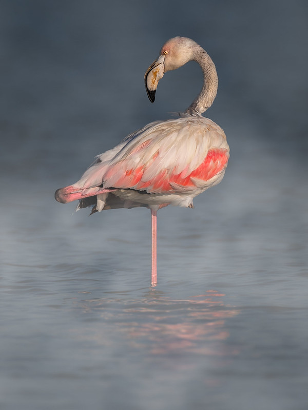 Flamingo Through The Fog