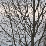 Tauben am Baum
