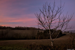 L-arbre nu - Photo of Estramiac