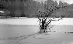 A lonely tree in the middle of winter surrounded by the frozen Lac Genin, Haut-Bugey, Ain, France - Photo of Samognat