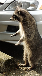 Raccoon pausing / posing as a....