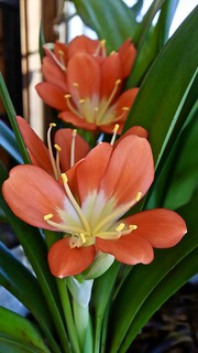 Kitchen Clivia has blossomed