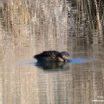 Aves en las lagunas heladas de La Guardia (Toledo) 16-1-2022