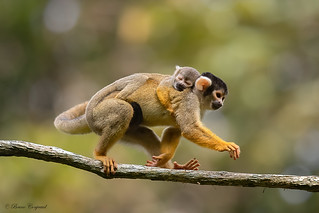 Squirrel Monkeys in Amazonia