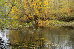 Bruche river in autumn