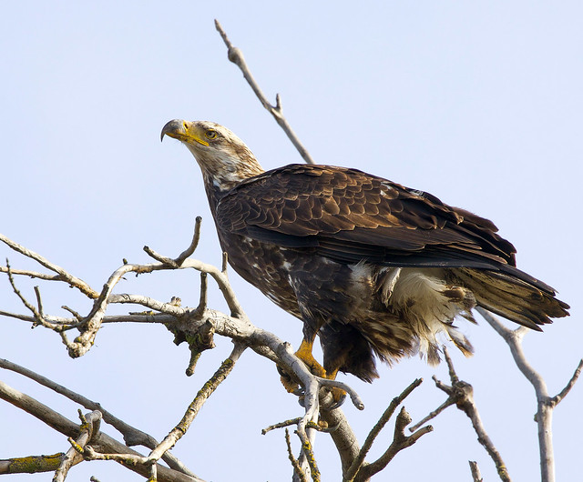 Photo：Searching the sky By Lhallwildlife