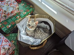 Cat Present