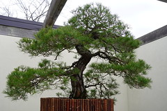 Japanese pine bonsai 2