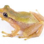 tachyramantis-prolixodiscus--bucaramanga-robber-frog_51536573785_o