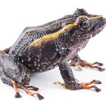 pristimantis-bicolor--two-colored-robber-frog--reserva-proaves-reinita-cielo-azul_51536583060_o
