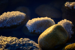 Gold and Salt - Photo of La Grande-Motte