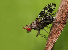 Trypetoptera punctulata, Le Collet-de-Dèze, Lozère