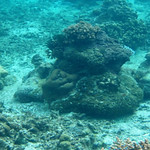 Coral in good condition (2)