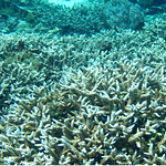 Coral in good condition (1)