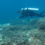Scuba diver measures coral cover
