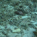 Destruction of coral found on flats