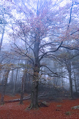 L'arbre bleu - Photo of Noailhac