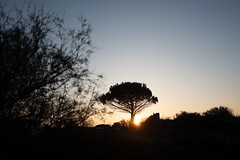 One of My Favorite Morning Trees - Photo of La Grande-Motte