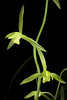 Photo：Cymbidium sinense 'Amami 200306' (Andrews) Willd., Sp. Pl., ed. 4, 4: 111 (1805). By Motohiro Sunouchi