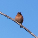 Aves en las lagunas de La Guardia (Toledo) 6-2-2022