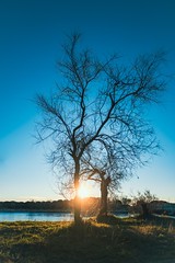 Morning Trees - Photo of Lansargues