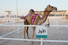 مهرجان قطر للإبل.. بانوراما: أشواط المفاريد والحقايق- الأصايل (أشواط محلية) الخميس 10-2-2022