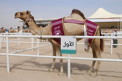 مهرجان قطر للإبل.. بانوراما: أشواط )الثنايا والجل( السبت 12-2-2022