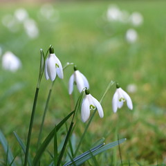 Perce-neige / Snowdrops - Photo of Beaurains