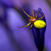 A Group 2nd Place Ross Elliott Cucumber Green Spider - Section 3 2021/22 Open Theme