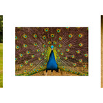 Shuttleworth Peacocks by Rob Draper